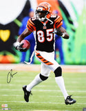 Chad Johnson Autographed Bengals 16x20 Running Photo- Beckett W Hologram *Black